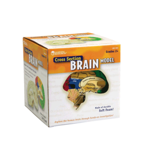 Learning Resources® Human Brain Cross
Section Model, 5 1/2″ X 6″, Grades 6 – 12
Item #: 395609